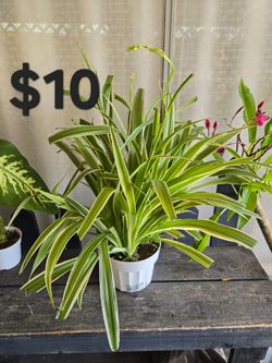 Spider plant
