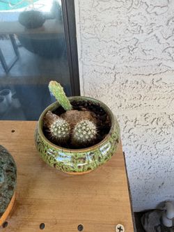 Mini cacti