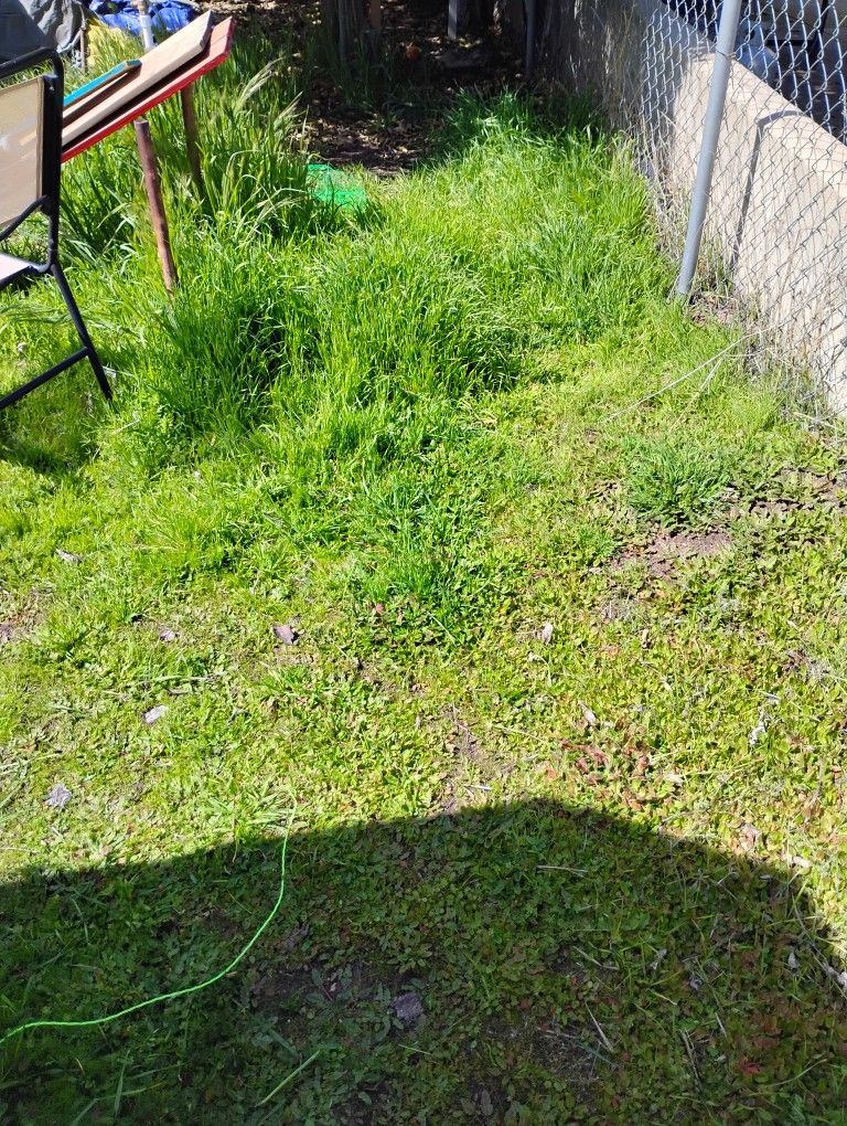 Yard Clean Up