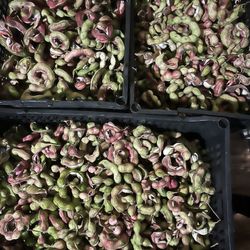 Pinzanes/guamuchiles 