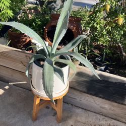 Agave Plant As Pictured