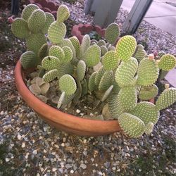 Beautiful plant
