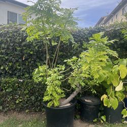 Jocote Corona o Ciruela Cuernavaqueña