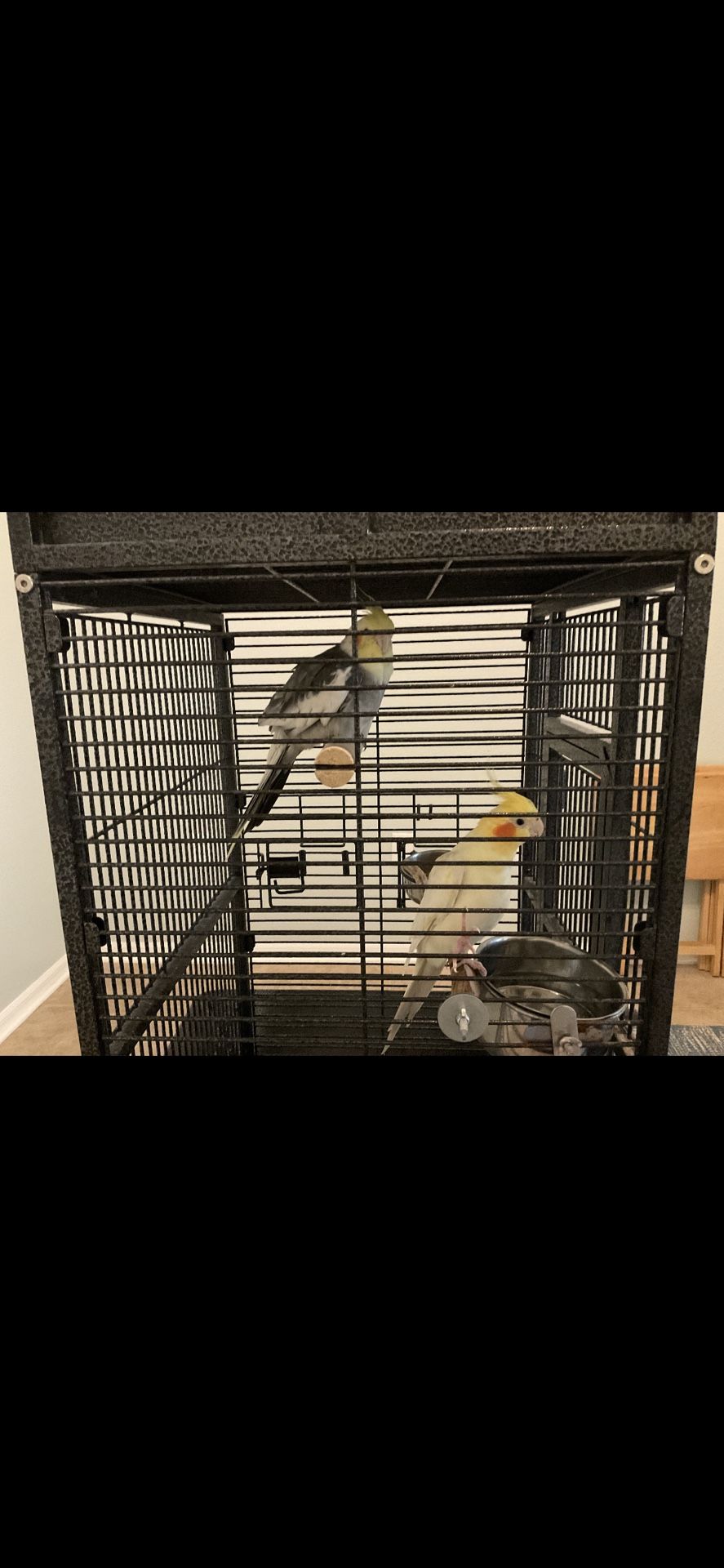 Bird Cage With Every Thing 