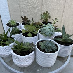 Succulent Sale 