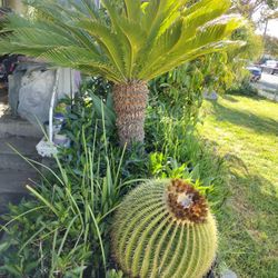 sago palm plant