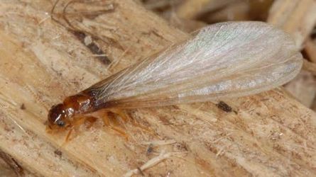 Termite inspection all Orange County
