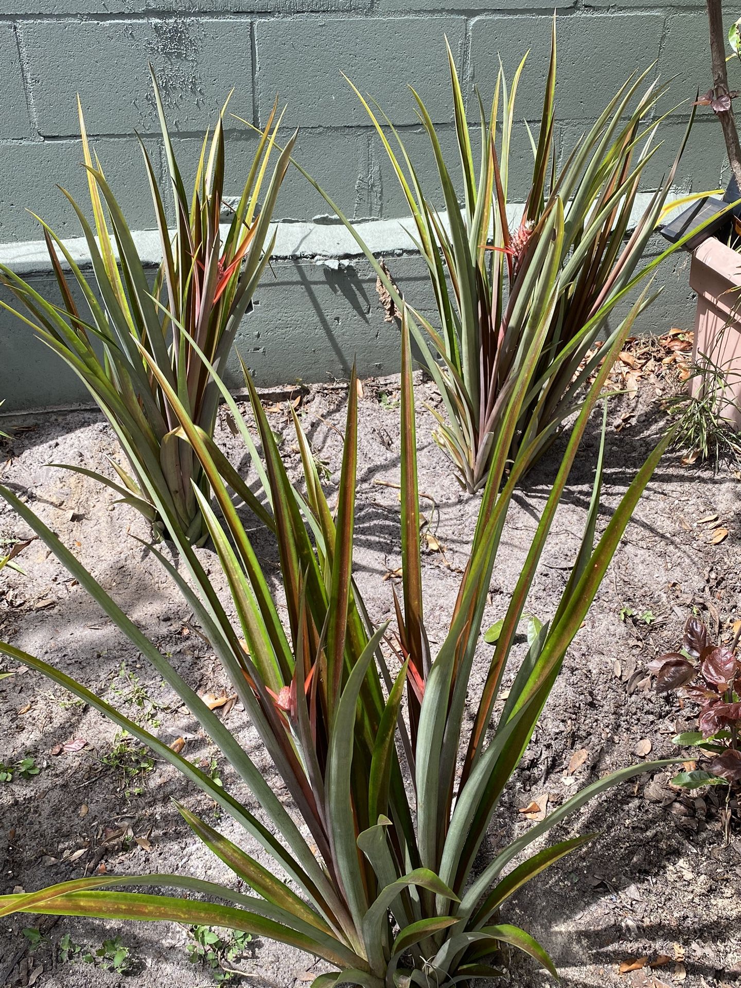 Ornamental Pink Pineapples for Sale in Brandon, FL OfferUp