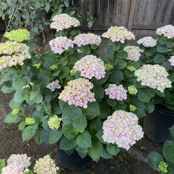 Hydrangeas, White & Pink, 15Gallons, Large, Best Offer