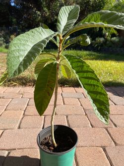 loquat tree
