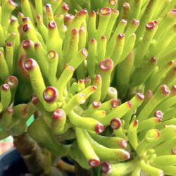 Cassula Ovata Gollum Starts