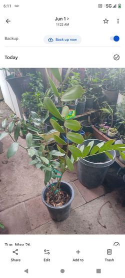 Planta zz 5g de interior de casa
