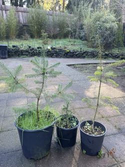 Pine Trees