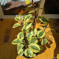 Baby Rubber Plant - 30" Tall