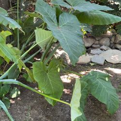 Elephant Ear