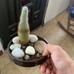 Cactus Plant 