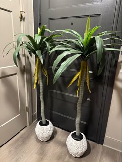50 inch palm trees