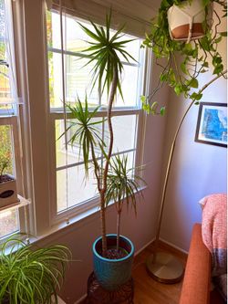 5ft Dracaena Marginata