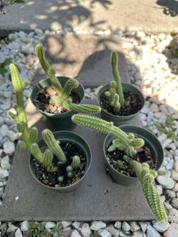 Cactus 🌵 4” Pot 