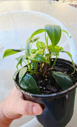 Philodendron bipennifolium plant