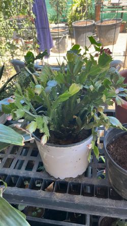 Christmas cactus orange color flower