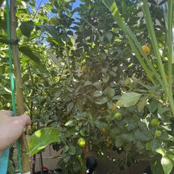 Large Fukushu Kumquat Tree full of fruits 