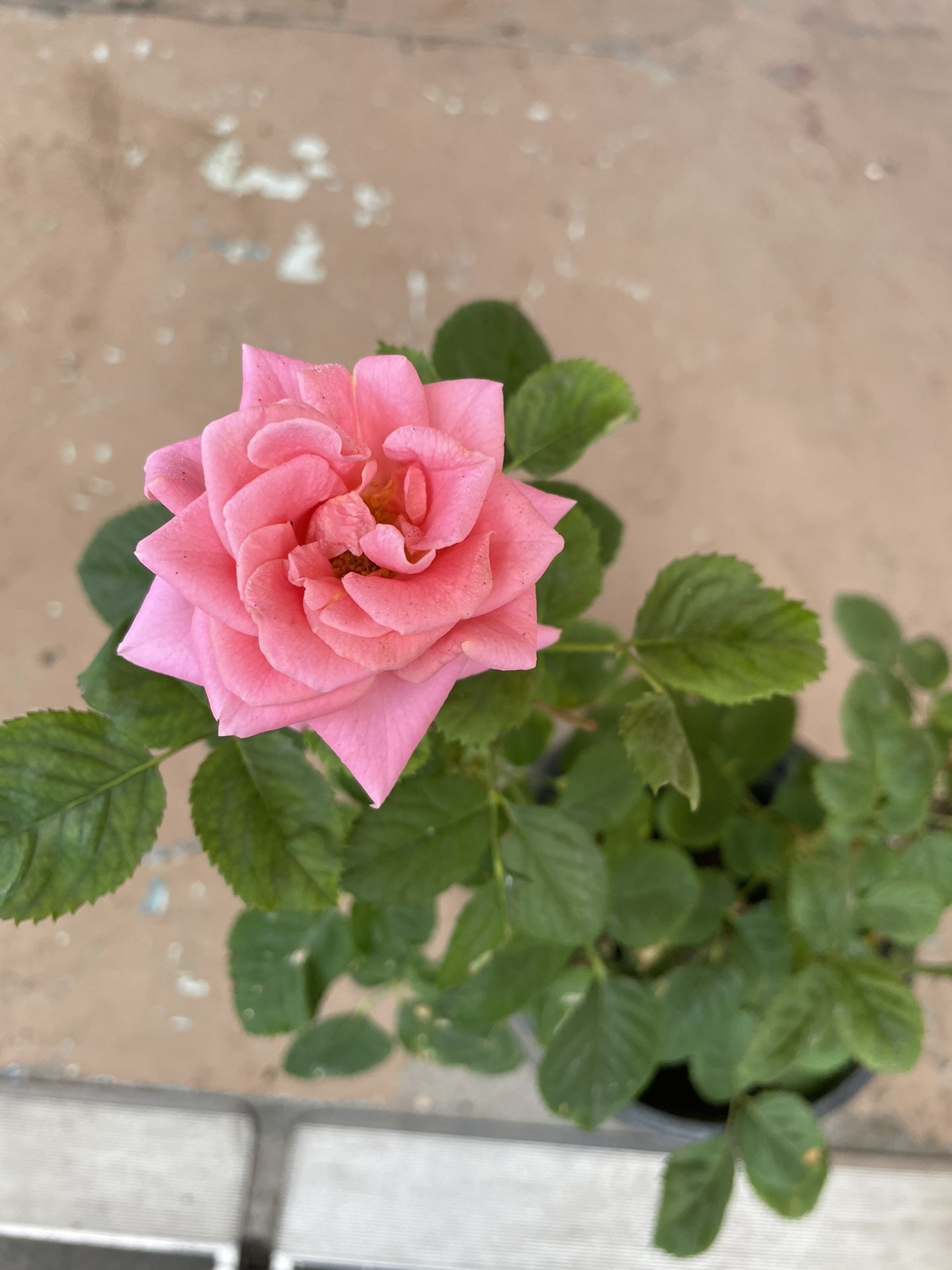 Pink Rose Plant