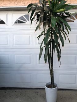 DRACAENA PLANT🌺🌺 FULLY ROOTED 8FT TALL