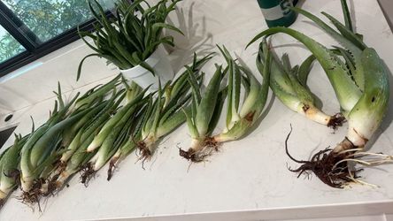 Free aloe