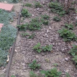 Latham Raspberry Plants