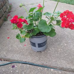 LIVE plants BRIGHT RED blooming color 