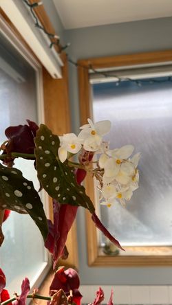 Begonia maculata
