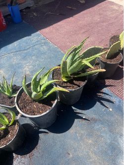 Cactus Nopales and Savila Aloe Vera