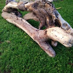 Natural Driftwood For Aquariums Terrariums Decor 