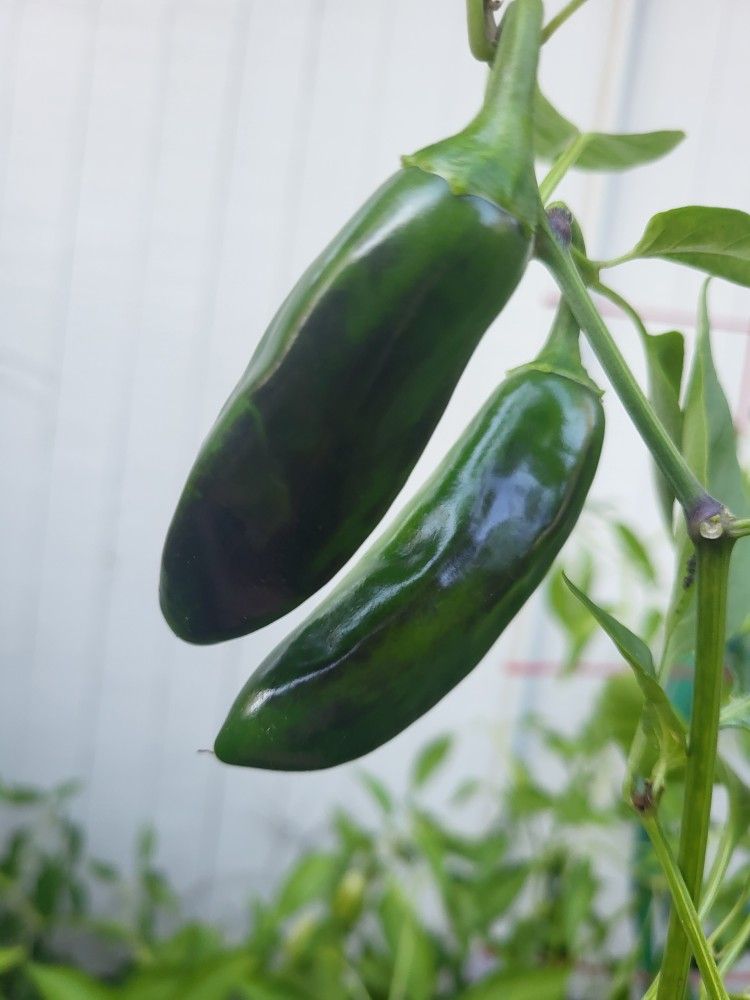 Rare Organic Purple Serrano Pepper Seeds! 2025 SEASON EARLY RELEASE! 