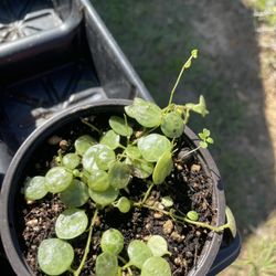 String Of Turtles Plant