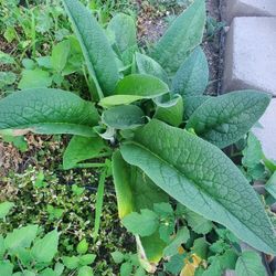 Comfrey Plants, Medicinal, Organically Grown