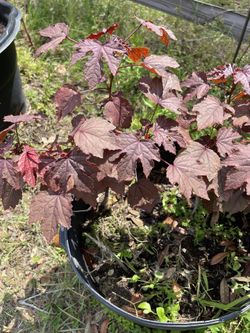 Organic Hibiscus Trees.over 35 To Choose From, Your Pick!