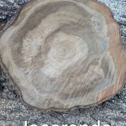 Wood Rounds Cookie Cuts