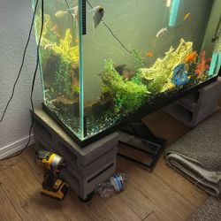 Fish Tanks