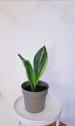 Snake plant