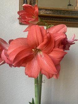 Ballerina Amaryllis Rare Double Hippeastrum Lily Flower Plant in Terracotta Planter