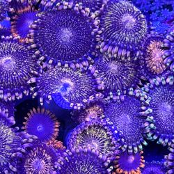 Plastic zoas