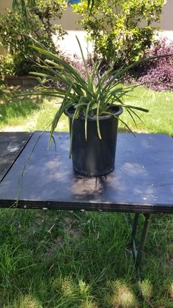Spider Plant in Nursery Pot