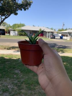 Aloe Vera 