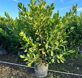 SALE! CLUSIA PLANT IN 15 GALLONS OVER  5' FEET TALL  FOR ONLY $40 OPEN TODAY