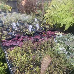 Perennial Plants Herbs!