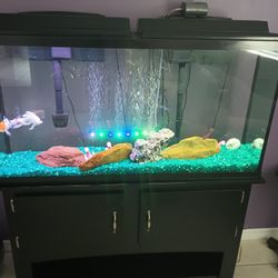 65 Gallon Tall Aquarium 