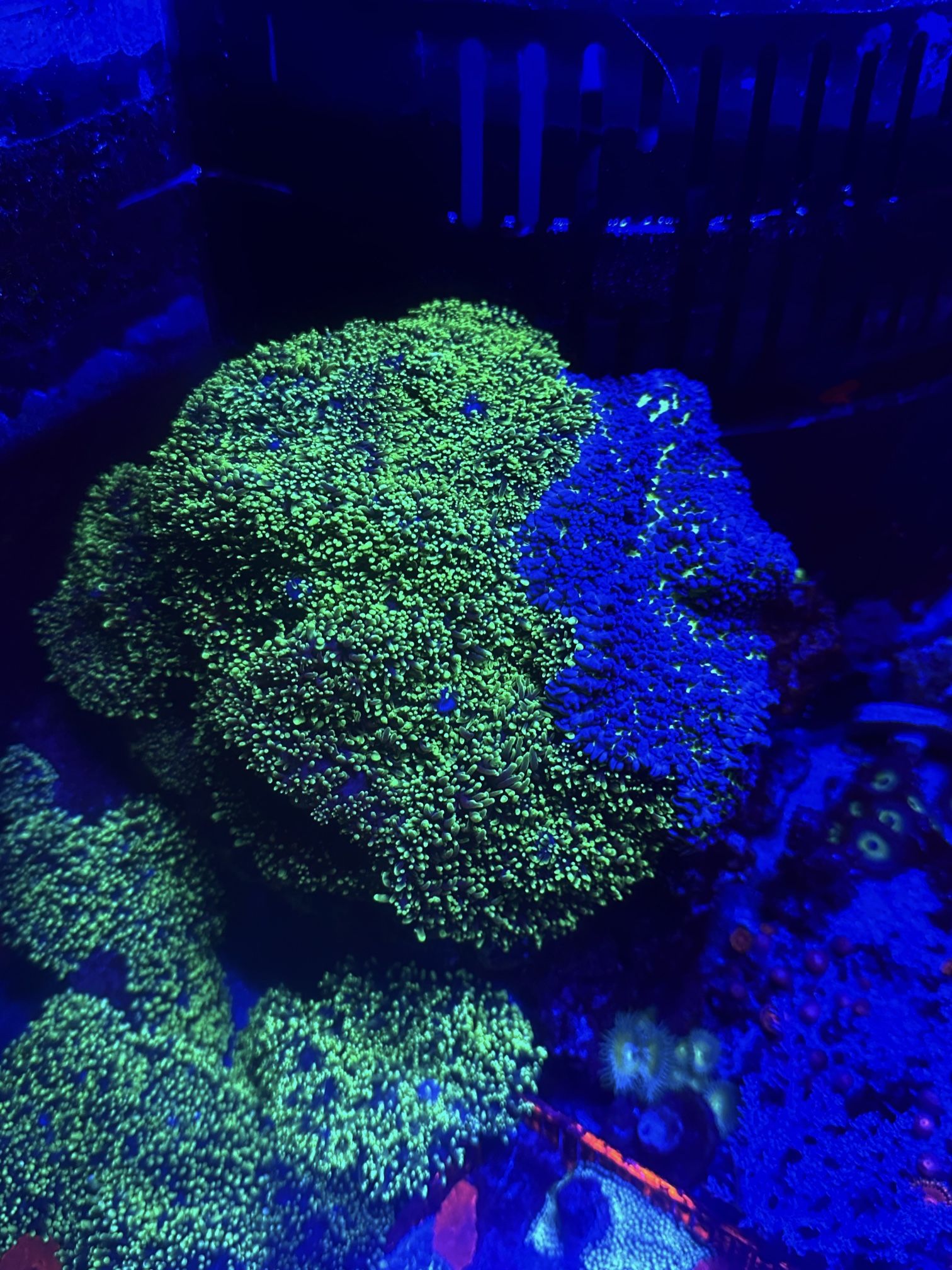 Fake Fish Tank Coral Decoration 