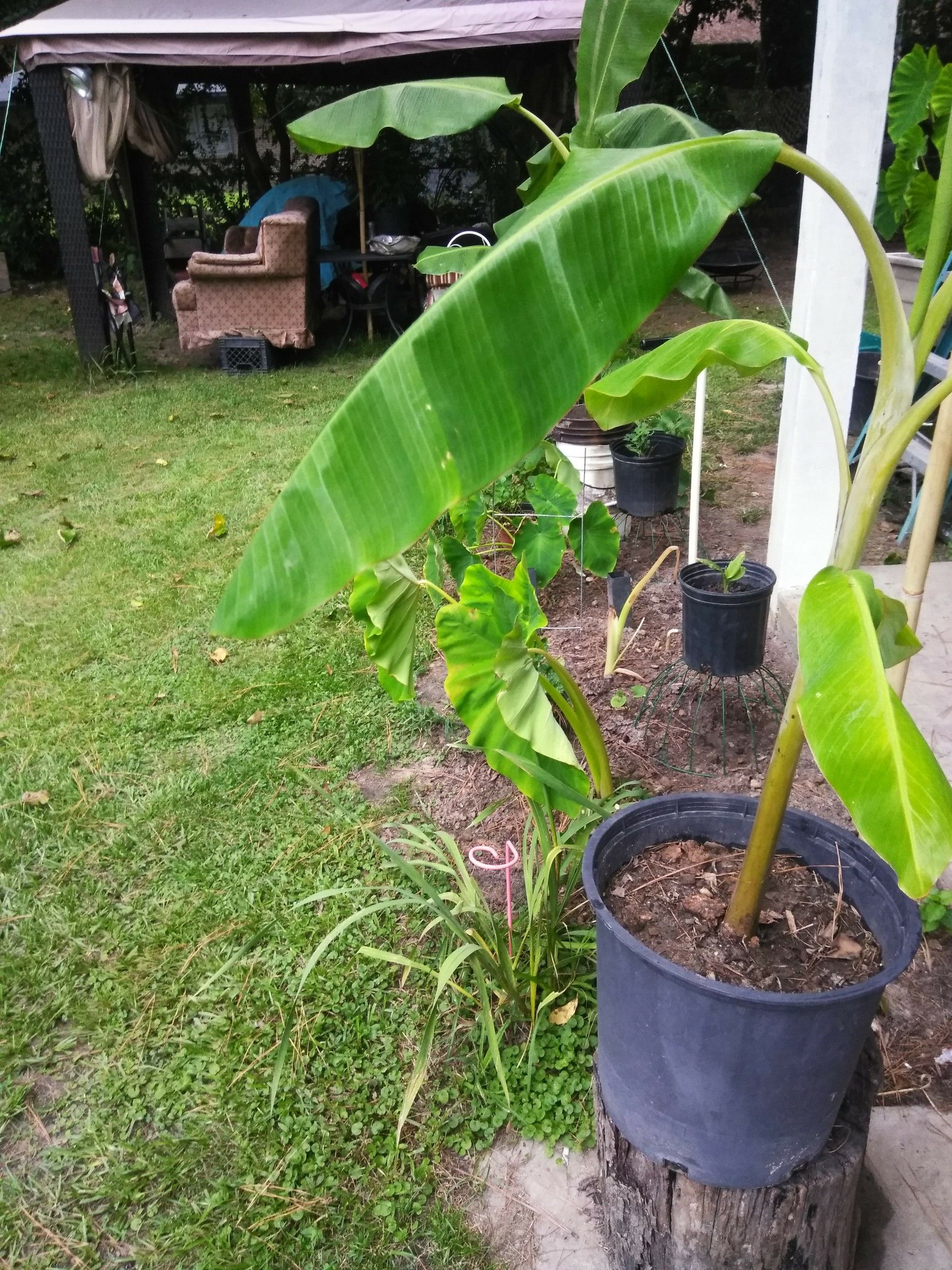 Plants Elephant Ears and Banana plants